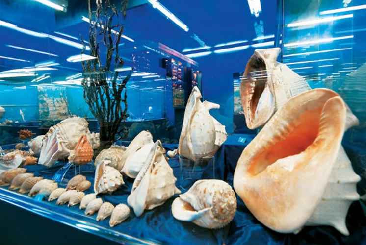 Πληθώρα από κοχύλια, κοράλια και απολιθώματα στο « Μουσείο Θαλάσσιας Ζωής Ναυτίλος».